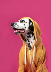 Dalmatian dog in yellow sport jacket on pink background. Cute muzzle. Dog looks left. Copy space