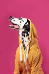 Dalmatian dog in yellow sport jacket sitting on a pink background. Dog with open mouth. Funny muzzle. Copy space