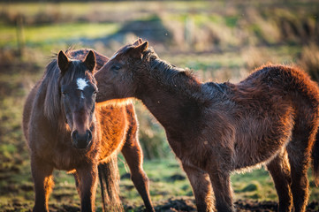 Two horses in a meadow at sunset