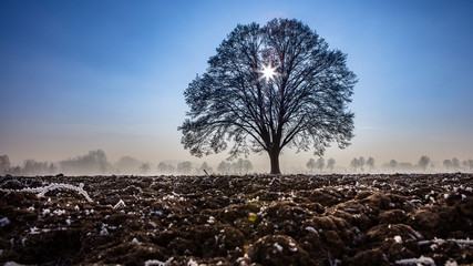 słońce w drzewie zimą © voro