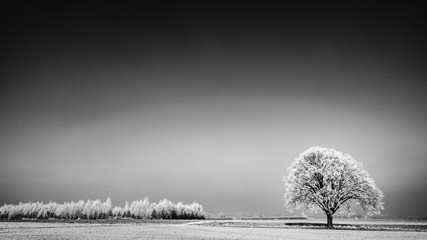 zimowy krajobraz z drzewem 