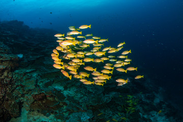 Fototapeta na wymiar Colorful Bluestripe Snapper on a tropical coral reef in the Andaman Sea