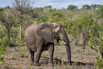 Fototapeta na wymiar Elephant walking in Sabi Sands Game Reserve in South Africa