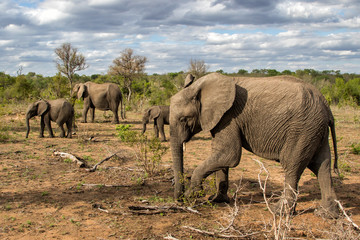 Naklejka na ściany i meble Elephant familty in Sabi Sands Game Reserve in South Africa