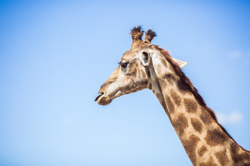 Naklejka premium portrait of giraffe