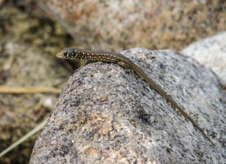 Lagartija