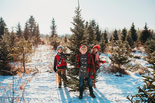 Three children choosing a Christmas tree on a Christmas tree farm, United States