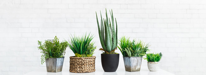 Cactus and succulent plants in different pots, crop