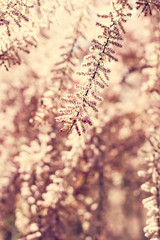 small pink flowers on a bush branch. Spring background