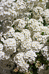 small pink flowers on a bush branch. Spring background