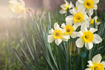 Yellow daffodils on a flower bed. Spring background
