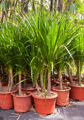 Palm trees in pots