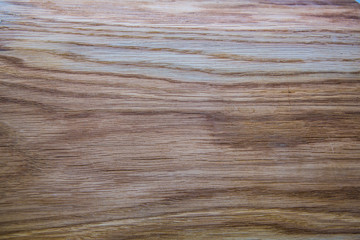 Fototapeta premium slice from a tree
