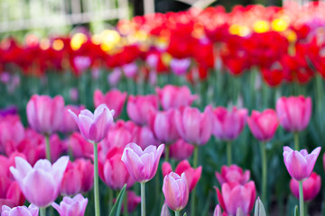 Field, flower bed with pink tulips