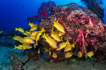 Colorful Bluestripe Snapper on a tropical coral reef in the Andaman Sea