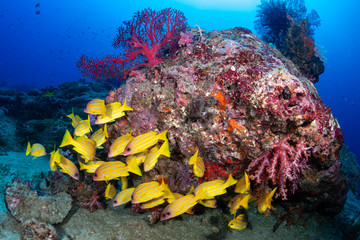 Naklejka na ściany i meble Colorful Bluestripe Snapper on a tropical coral reef in the Andaman Sea
