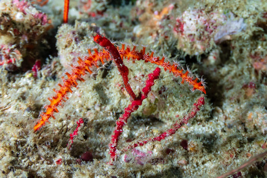 A Pygmy Pipehorse on a tropical coral reef