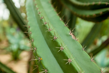 Cactus needles close-up