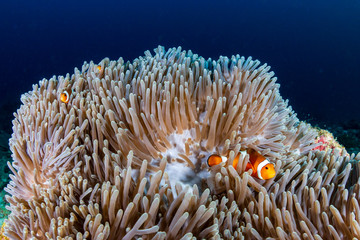 Naklejka na ściany i meble A beautiful family of False Clownfish (Amphiprion ocellaris) in their home anemone on a tropical coral reef