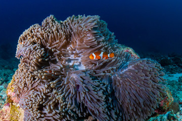 Beautiful Clownfish on a coral reef