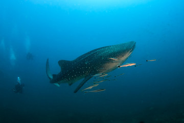 Fototapeta na wymiar A huge Whale Shark (Rhincodon typus) in a clear, blue tropical ocean (Koh Bon, Similan Islands, Thailand)