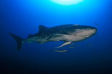 A huge Whale Shark (Rhincodon typus) in a clear, blue tropical ocean