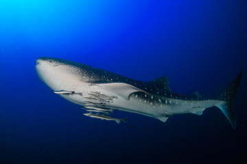 A huge Whale Shark (Rhincodon typus) in a clear, blue tropical ocean