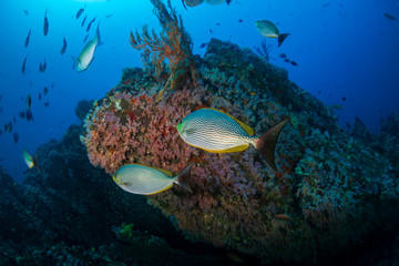 Fototapeta na wymiar Colorful tropical fish swimming around a coral reef in Asia