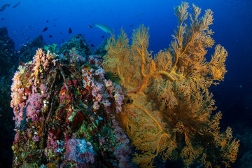 A vibrant, colorful tropical coral reef in the Andaman Sea