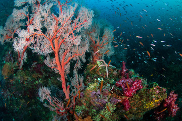 Fototapeta na wymiar A vibrant, colorful tropical coral reef in the Andaman Sea