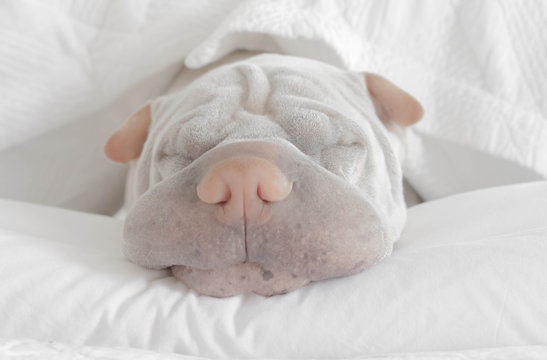 Shar-pei dog sleeping on a bed