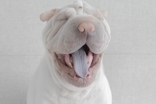 Shar-pei puppy dog yawning