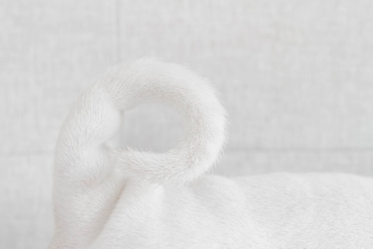 Close-up of a Shar-pei dog tail