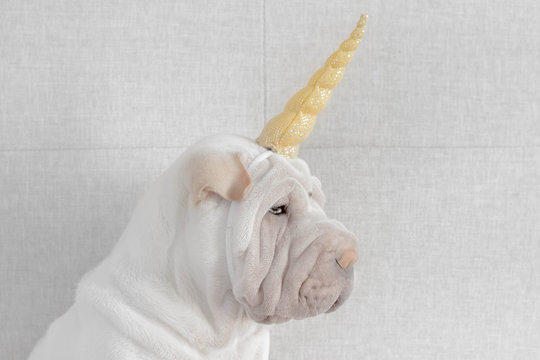 Shar-pei puppy dog with unicorn horn headband