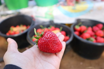 fresh strawberries in a bowl