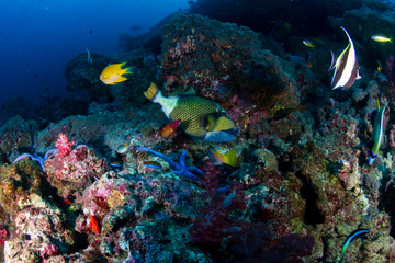 Fototapeta na wymiar Titan Triggerfish on a tropical coral reef