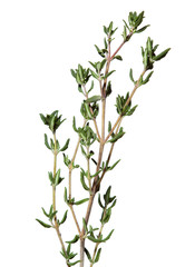 Thyme fresh herbs (Thymus vulgaris). Fine herb. Isolated on a white background, isolated, shallow...