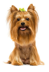 yorkshire terrier dog looks up on a white background