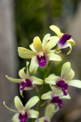 Yellow dendrobium orchids are dendrobium orchids in this genus have roots that creep over the...