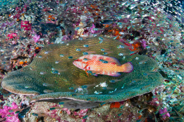 Colorful Coral Grouper on a vibrant tropical coral reef