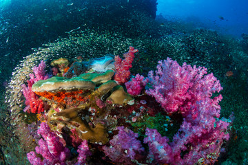 A vibrant, colorful tropical coral reef in the Andaman Sea