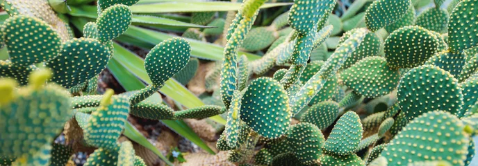 Fototapeten Grünes Kaktushintergrundpanorama © Smeilov