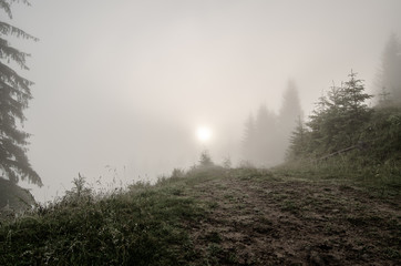 Foggy morning landscape