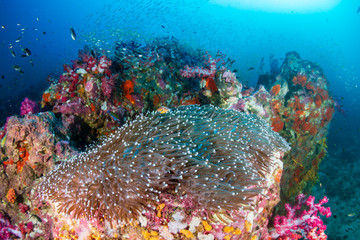 Skunk Clownfish on a beautiful tropical coral reef (Richelieu Rock, Thailand)