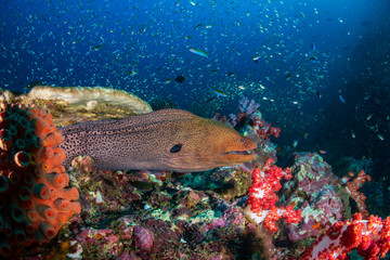 Giant Moray Eel (Gymnothorax javanicus) in a hole in a tropical coral reef (Richelieu Rock)