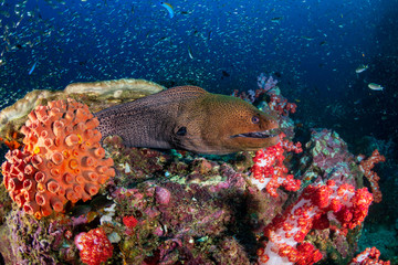 Giant Moray Eel (Gymnothorax javanicus) in a hole in a tropical coral reef (Richelieu Rock)