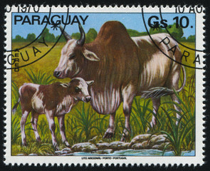 Brahma cattle