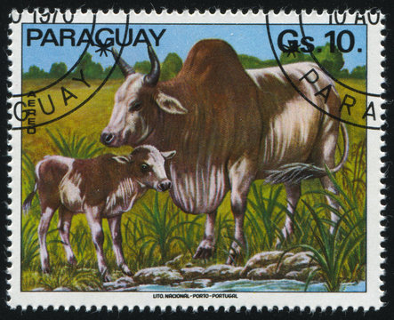 Brahma Cattle