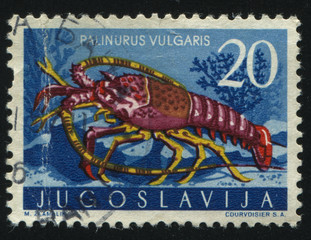 European Rock Lobster