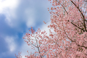 杜の都の桜